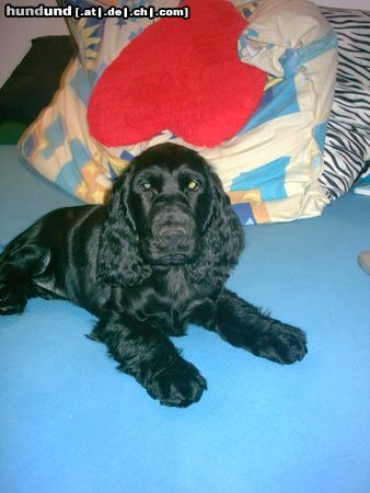 Englischer Cocker Spaniel aika mit 3 monaten