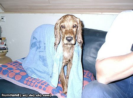 Englischer Cocker Spaniel Sie hat es getan, sie hat mich gebadet
