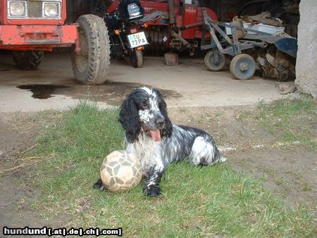Englischer Cocker Spaniel Hunde Foto 3331 Englischer Cocker Spaniel Timmy beim Spiel