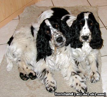 Englischer Cocker Spaniel Mutter und Sohn