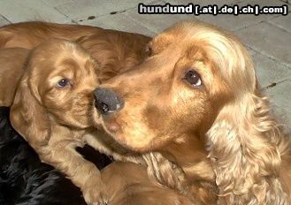 Englischer Cocker Spaniel Hunde Foto 5173 Englischer Cocker Spaniel Cocker Spanielhündin Sally mit 2 Wochen und ihrer Mami Samy