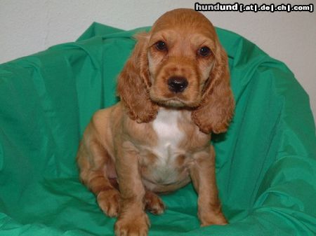 Englischer Cocker Spaniel Hunde Foto 5169 Englischer Cocker Spaniel Cocker Spanielhündin Sandy