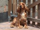 Englischer Cocker Spaniel Hunde Foto 5174 Englischer Cocker Spaniel Cocker Spanielhündin Tiffany