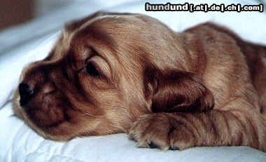 Englischer Cocker Spaniel Hunde Foto 5172 Englischer Cocker Spaniel Cocker Spanielhündin Sally mit 2 Wochen