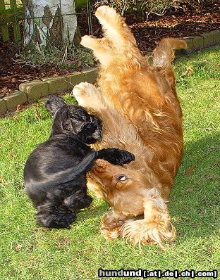 Englischer Cocker Spaniel Cara´s D´Arielle und Cara´s Beautiful Kiss in Action ;)