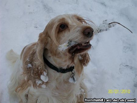 Englischer Cocker Spaniel Daisy