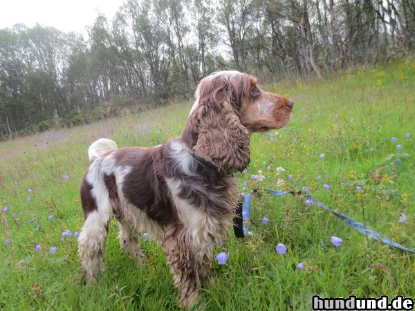 Englischer Cocker Spaniel Das ist Tass. Er ist ein treuer Begleithund und ist auf den Touren immer dabei. Mich beeindruckt seine Ausdauerhaftigkeit