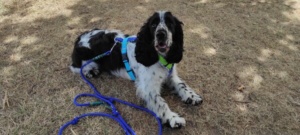 Englischer Cocker Spaniel Josie, 13 Monate alt. 