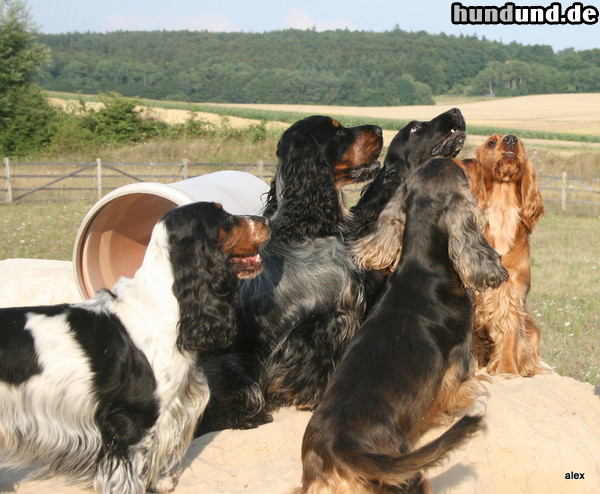 Englischer Cocker Spaniel Hunde Foto 47287 Englischer Cocker Spaniel 12 Monate alter Englisch Cockerspaniel in den Farben braunschimmel mit Loh