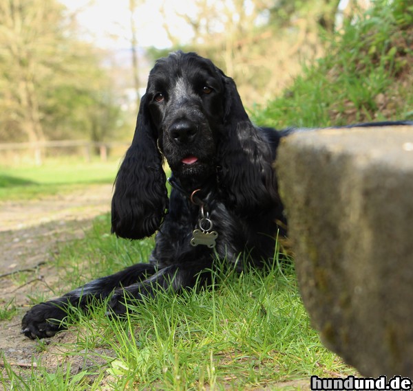 Englischer Cocker Spaniel neulich beim spazieren gehen.....