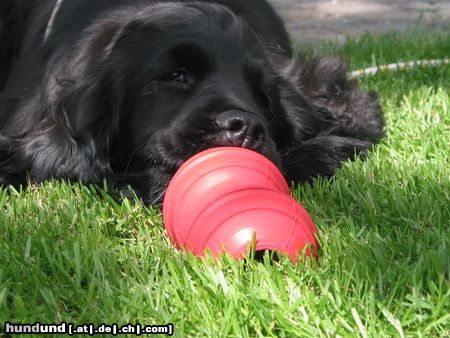 Englischer Cocker Spaniel Hunde Foto 4555 Englischer Cocker Spaniel Enjoying his frozen Kong