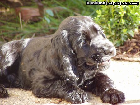 Englischer Cocker Spaniel Hunde Foto 25024 Englischer Cocker Spaniel Perrobär - mein größter Schatz auf Erden!