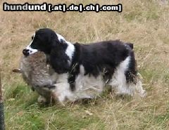 Englischer Cocker Spaniel Femke
