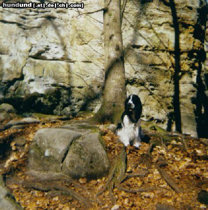Englischer Cocker Spaniel Hunde Foto 4971 Englischer Cocker Spaniel Femke