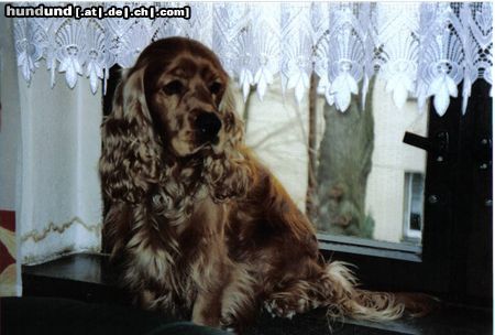 Englischer Cocker Spaniel Hunde Foto 8861 Englischer Cocker Spaniel mein cocker