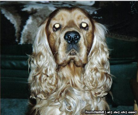 Englischer Cocker Spaniel Hunde Foto 9450 Englischer Cocker Spaniel mein bester