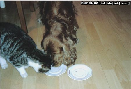 Englischer Cocker Spaniel Hunde Foto 9226 Englischer Cocker Spaniel zwei gute freunde