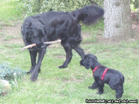 Englischer Cocker Spaniel Hunde Foto 24077 Englischer Cocker Spaniel Ich will mitspielen