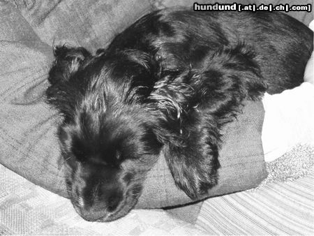 Englischer Cocker Spaniel Hunde Foto 24047 Englischer Cocker Spaniel Sleeping Baby