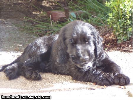 Englischer Cocker Spaniel Hunde Foto 24002 Englischer Cocker Spaniel Cockerbaby