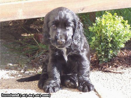 Englischer Cocker Spaniel Hunde Foto 24048 Englischer Cocker Spaniel Perro