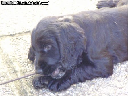 Englischer Cocker Spaniel Hunde Foto 24003 Englischer Cocker Spaniel Cockerbaby