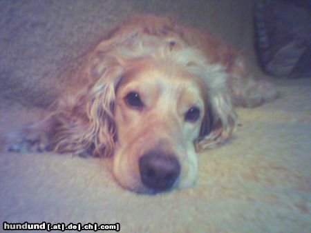 Englischer Cocker Spaniel Hunde Foto 9054 Englischer Cocker Spaniel