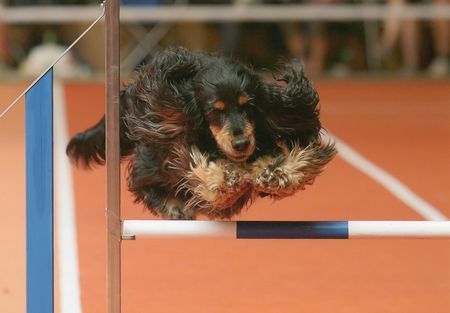 Englischer Cocker Spaniel Aaaachtung jetzt komme ich...