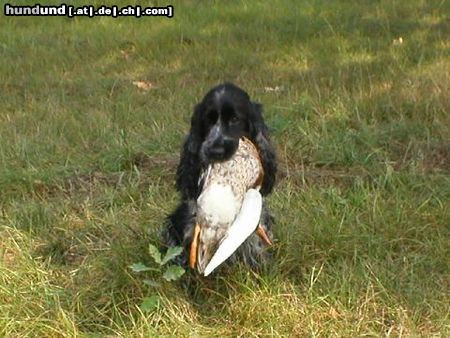 Englischer Cocker Spaniel Hunde Foto 4975 Englischer Cocker Spaniel Jolly