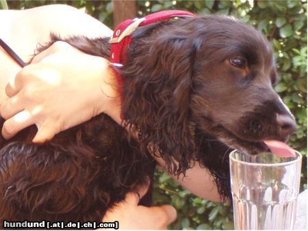 Englischer Cocker Spaniel Hunde Foto 24045 Englischer Cocker Spaniel Perro