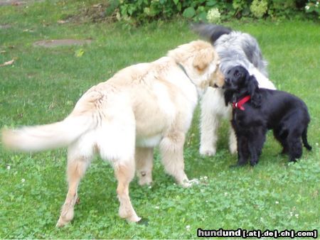 Englischer Cocker Spaniel Hunde Foto 24109 Englischer Cocker Spaniel Schnupper, schnupper...