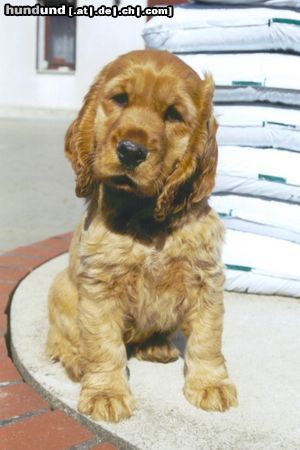 Englischer Cocker Spaniel Hunde Foto 20092 in höherer Auflösung ansehen Englischer Cocker Spaniel Laila - ca. 10 Wochen alt