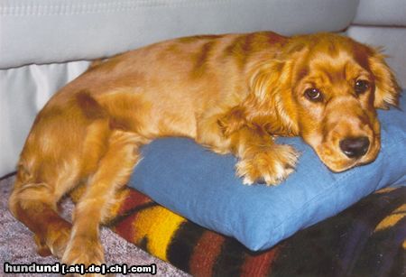 Englischer Cocker Spaniel Hunde Foto 20095 in höherer Auflösung ansehen Englischer Cocker Spaniel Laila - mit Bauchschmerzen - ca. 5 Monate