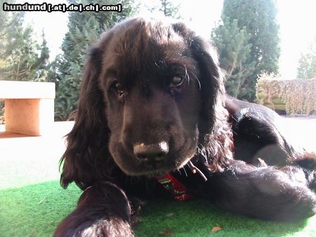 Englischer Cocker Spaniel Hunde Foto 3338 Englischer Cocker Spaniel lalobe