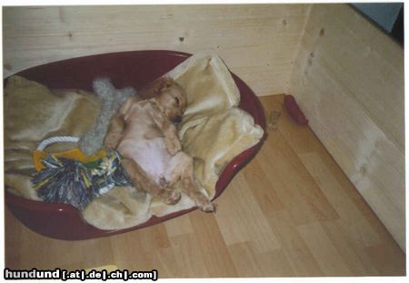 Englischer Cocker Spaniel Hunde Foto 8603 Englischer Cocker Spaniel Mir geht es ja soooo gut
