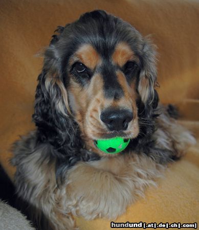 Englischer Cocker Spaniel Ohne Ball geht nichts