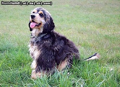 Englischer Cocker Spaniel Hunde Foto 11816 Englischer Cocker Spaniel 10 Monate