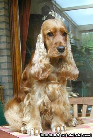 Englischer Cocker Spaniel Cara´s Bethany, genannt Lizzy 2,5 Jahre alt