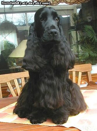 Englischer Cocker Spaniel Hunde Foto 19979 in höherer Auflösung ansehen Englischer Cocker Spaniel Cara´s Charmer, genannt Merlin 16 Monate