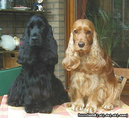 Englischer Cocker Spaniel Hunde Foto 19988 in höherer Auflösung ansehen Englischer Cocker Spaniel Cara´s Charmer und Cara´s Bethany