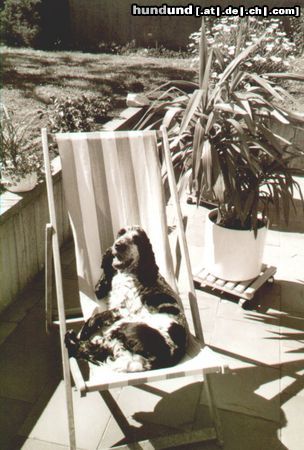 Englischer Cocker Spaniel Eiko, der tollste Hund der Welt