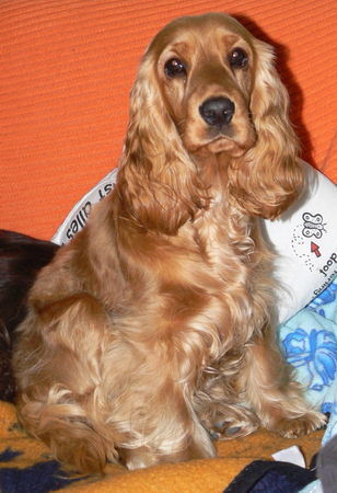 Englischer Cocker Spaniel Hunde Foto 38419 in höherer Auflösung ansehen Englischer Cocker Spaniel Amy, unser Prinzesschen