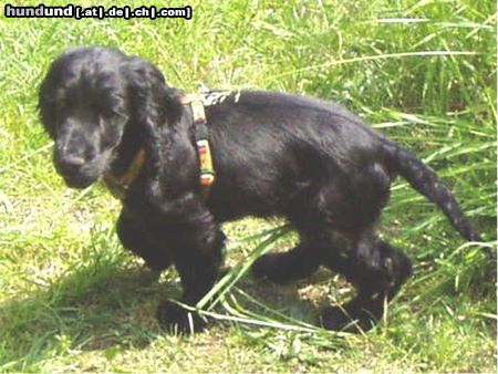 Englischer Cocker Spaniel Hunde Foto 24105 in höherer Auflösung ansehen Englischer Cocker Spaniel Cockerbaby