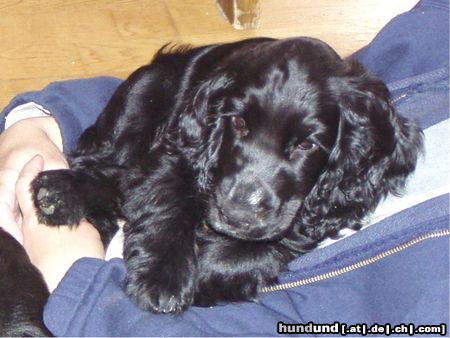 Englischer Cocker Spaniel Hunde Foto 24010 in höherer Auflösung ansehen Englischer Cocker Spaniel Perro