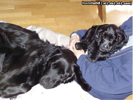 Englischer Cocker Spaniel Hunde Foto 24012 in höherer Auflösung ansehen Englischer Cocker Spaniel Beim Kuscheln...