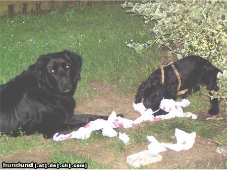 Englischer Cocker Spaniel Hunde Foto 24009 in höherer Auflösung ansehen Englischer Cocker Spaniel Ertappt