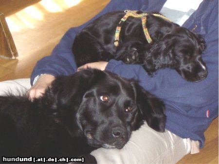 Englischer Cocker Spaniel Hunde Foto 24013 in höherer Auflösung ansehen Englischer Cocker Spaniel Beim Kuscheln...