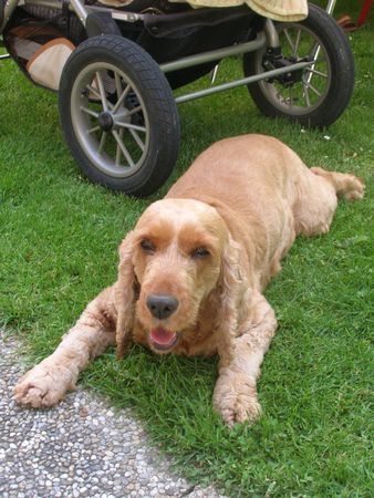 Englischer Cocker Spaniel bella im sommerkleid