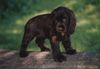 Englischer Cocker Spaniel Hund