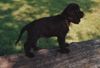 Englischer Cocker Spaniel Hund